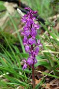 Orchis mascula subsp. speciosa